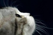 娱乐吃瓜猫捉鸟是真的吗